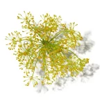 Lá Galbanum (Galbanum)