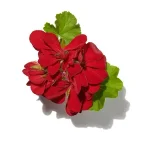 Phong Lữ (Geranium)