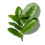 Hương Xanh (Green Notes)
