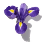 Hoa Diên Vĩ (Iris)