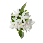 Hoa Nhài (Jasmine )