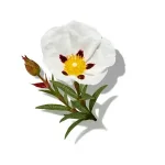 Nhựa Thơm Cây Cistus (Labdanum)