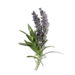 Hoa Oải Hương (Lavender)