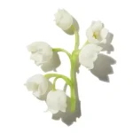 Hoa Linh Lan (Lily Of The Valley)