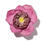 Hoa Sen (Lotus )