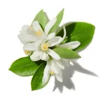Hoa Cam Đắng (Neroli)