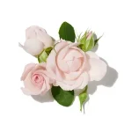 Hoa Hồng (Rose)