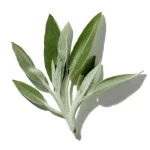 Xô Thơm (Sage)