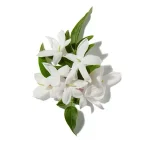 Hoa Nhài Sambac (Jasmine Sambac)