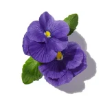 Hoa Violet (Violet)