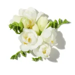 Hoa Trắng (White Flowers)