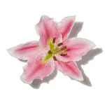 Hoa Huệ (Lily)