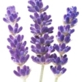 Oải Hương Dại (Wild Lavender)