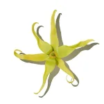 Ngọc Lan Tây (Ylang Ylang)